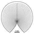 Ovatoscutum