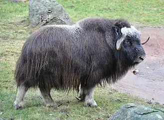 Buey almizclero, un mamífero del Ártico de la familia Bovidae, reintroducido con éxito en la región de la península de Taimyr en 1975.