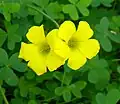 Oxalis pes-caprae, Israel, considerada especie invasora