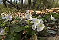 Oxalis acetosella, una planta con rizomas.