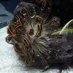 Oxycomanthus japonicus