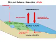 Diagrama del ciclo del oxígeno