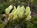 Oxytropis campestris