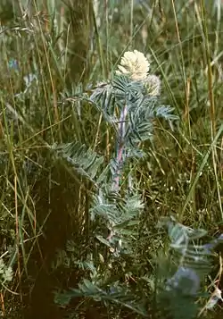 Oxytropis pilosa