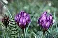 Oxytropis sericea