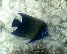 En el Parque Nacional Marino de Port Launay, Mahé, Seychelles