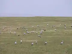 Grulla del paraíso Bontebok en el Parque Nacional de Western Cape, Sudáfrica