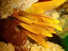 T. carinata en Percy's Hole, Sudáfrica