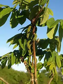 Follaje y nueces del nogal japonés (Juglans ailantifolia) en flor.