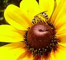 Abeja Halictidae Halictus sp.