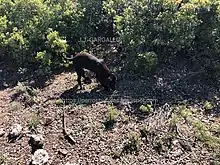 Perro trufero en búsqueda de trufa silvestre