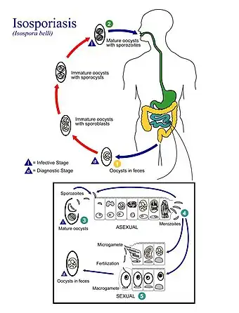 Ciclo de vida de Cystoisospora belli (Eimeriidae)