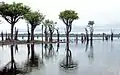 Bosque inundado