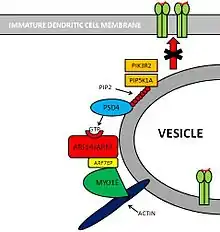 Imagen mostrando la vía PSD4 - ARL14/ARF7 - MYO1E.