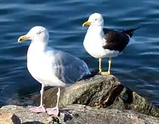 La gaviota argéntea (Larus argentatus) (delante) y la gaviota sombría (Larus fuscus) (detrás) en Noruega: dos fenotipos con claras diferencias.