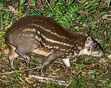 Paca o Tepezcuintle (Cuniculus paca)