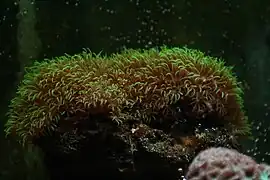 Clavularia viridis en acuario de arrecife.