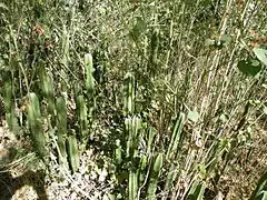 Lophocereus marginatus