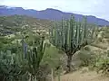 Su hábitat en Tomellin, Oaxaca, México.