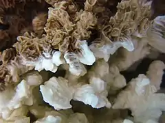 Colonia afectada parcialmente por blanqueo de coral en isla Lizard, Australia