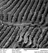 Septo-costae de coralito, vistos con microscopio digital a 137 aumentos