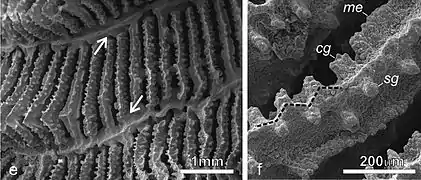 e) Las flechas señalan disepimentos fusionados conectando el extremo interior de los elementos radiales y la columnela rebajada. f) Imagen de ornamentación de elementos radiales mostrando gránulos individuales (sg), gránulos aglomerados (cg) y menianae (me).