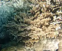 En Trawler Reef, Gran Barrera de Arrecifes, Australia