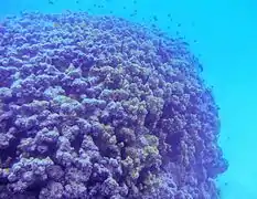 Gran colonia de P. rugosa parcialmente muerta, la parte izquierda apenas tiene frondes vivos