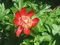 Flor de Paeonia veitchii en el alpinum.