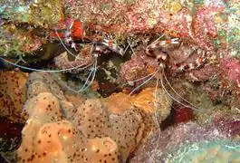 Pareja de S. hispidus en Barbados.