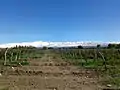 Vista hacia la Cordillera de los Andes