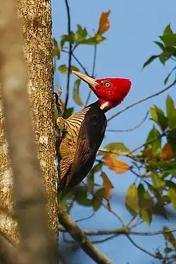 Carpintero Real (Campephilus guatemalensis)