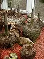Amorphophallus konjac (Teufelszunge).