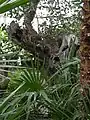 Der rund 350-jährige Ölbaum.