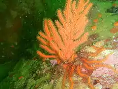 Leptogorgia palma