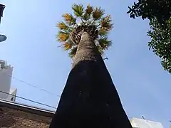 Palmera patrimonial del patio principal