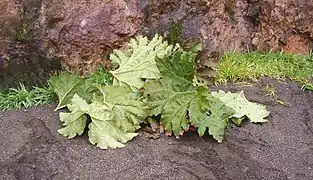 se tapan con pangues, las hojas de Gunnera tinctoria…