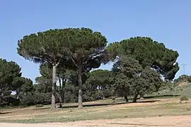 Panorámica de Dehesa de Los Llanos