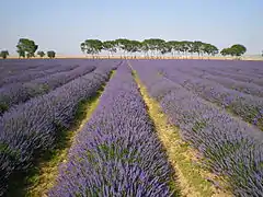 Campo de lavanda de Dehesa de Los Llanos