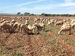 Ganadería de Dehesa de Los Llanos