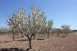 Cerezos corazón de pichón de Dehesa de Los Llanos