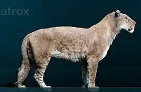 El león americano excedía el tamaño del actual león y vivieron en Norteamérica hasta hace 10.000 años antes del presente.