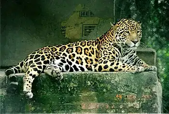 Jaguar (Panthera Onca)