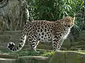 Leopardo del Amur