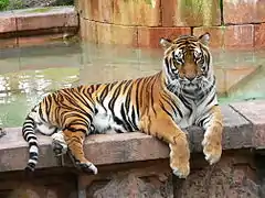 Tigre de Bengala