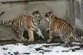 Crías de tigres siberianos juegan en la nieve del Zoológico de Búfalo.