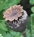 Cápsula poricida en la amapola, Papaver. El viento agita el largo pedicelo de manera que las semillas escapan por los poros.