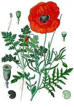 Papaver rhoeas L.