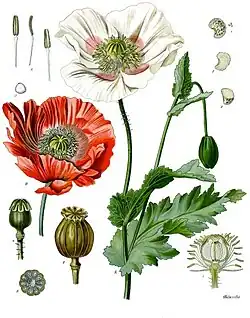 Papaver somniferum L.