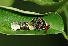 oruga de P. cresphontes en postura defensiva.